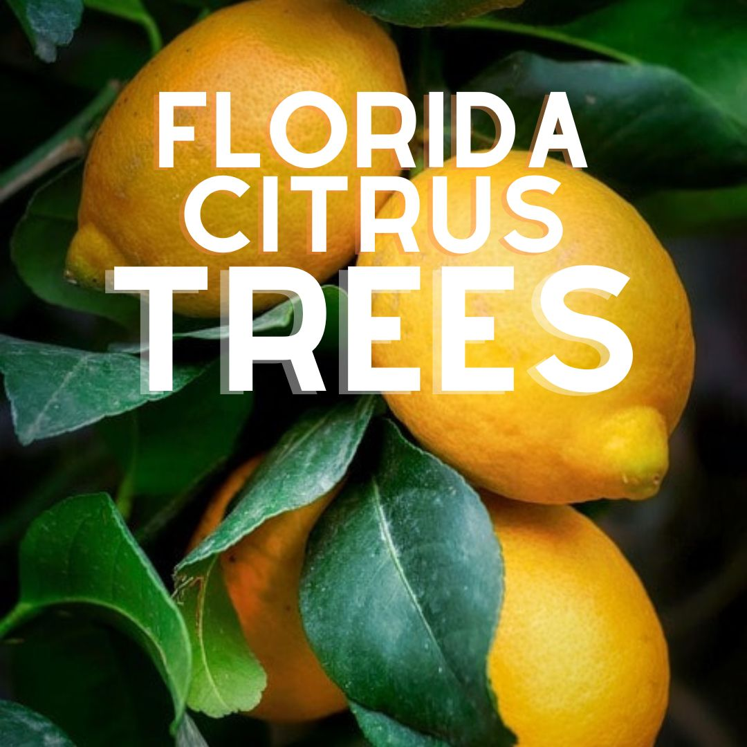 Florida Citrus Trees