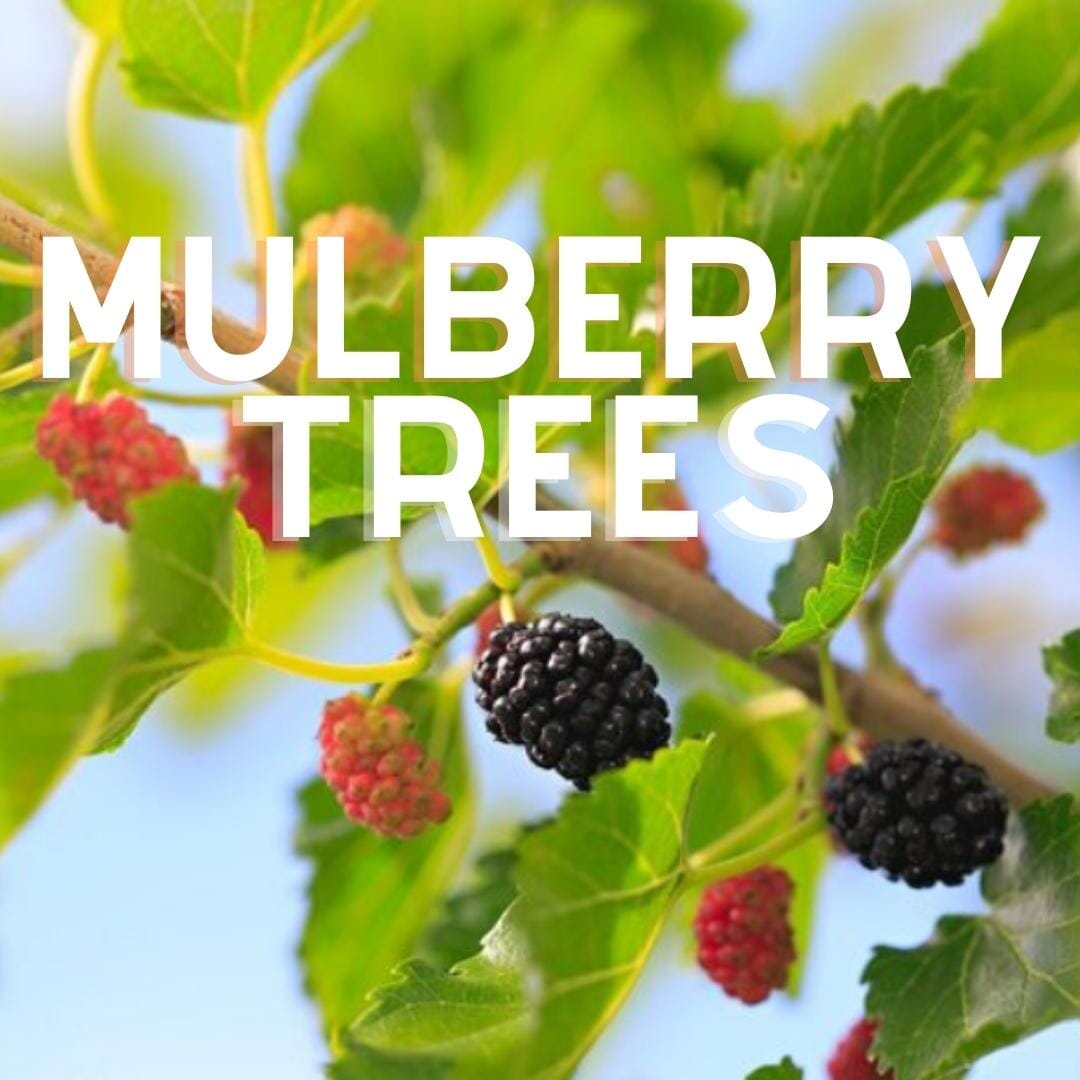 Mulberry Trees