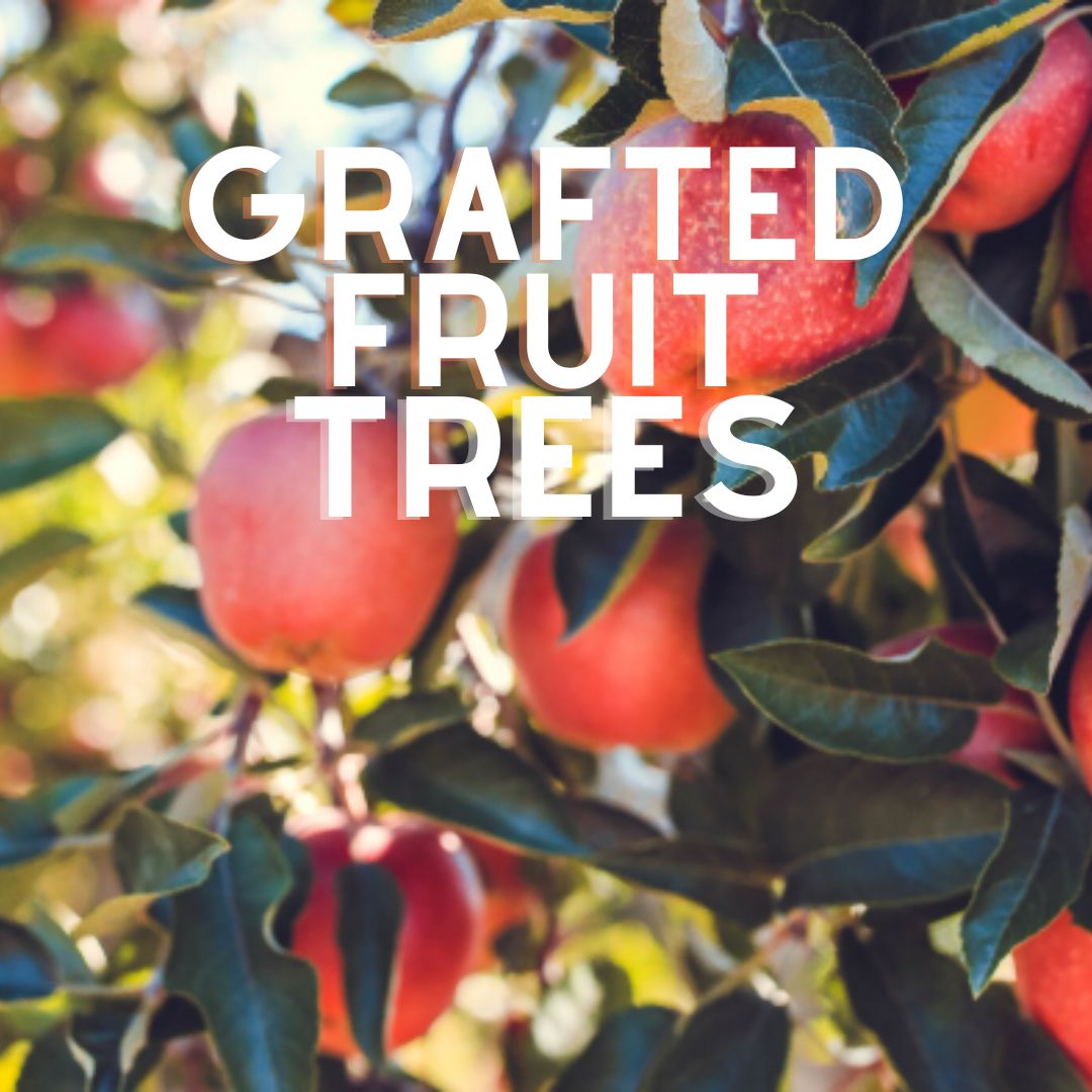 Grafted fruit tree with ripe tropical fruit ready for harvest