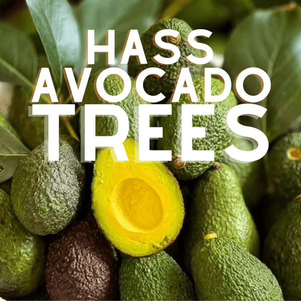 Hass Avocado Trees - For Sale