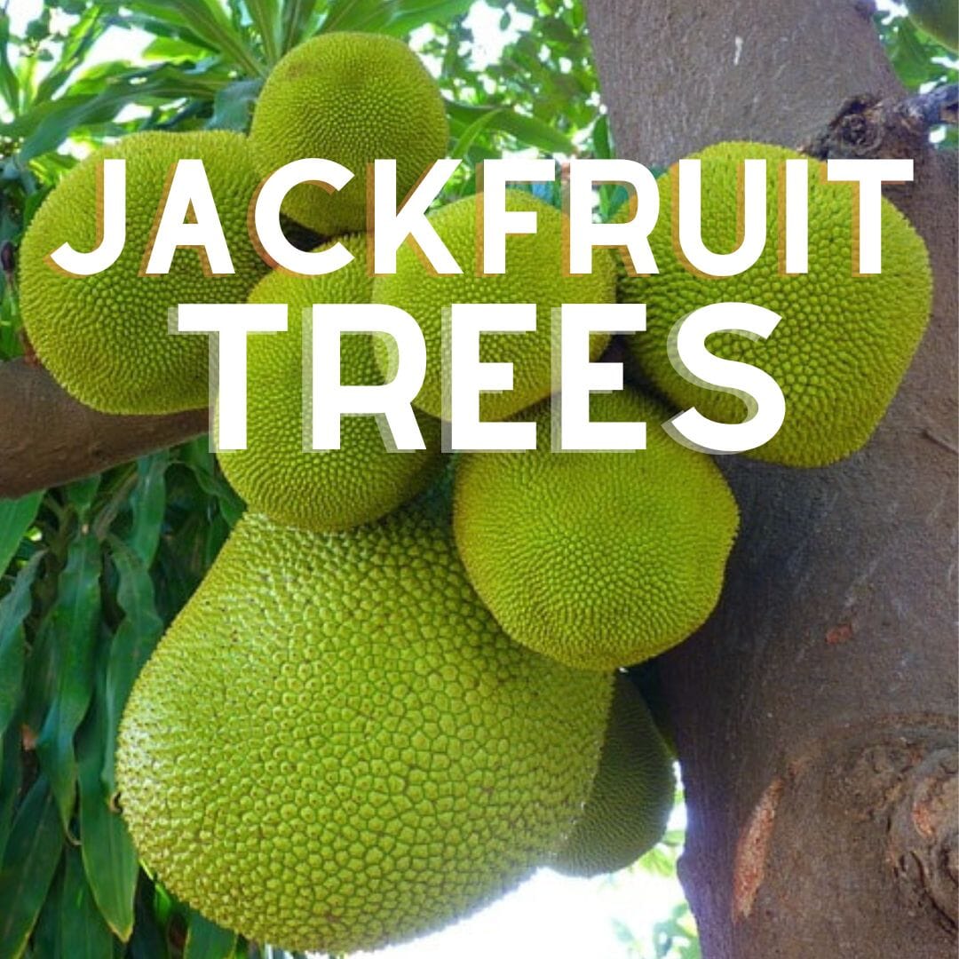 Jackfruit Trees