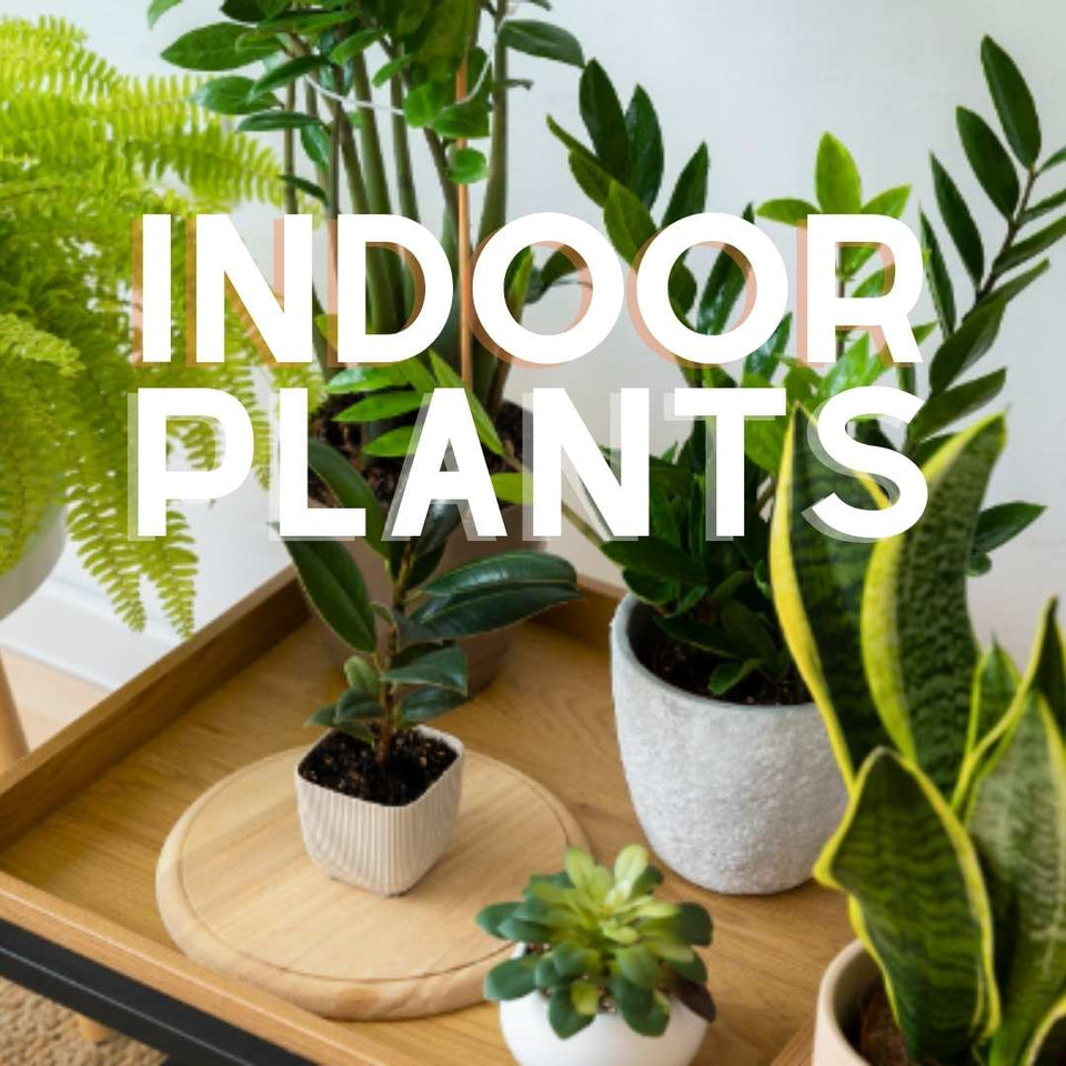 Indoor Plants