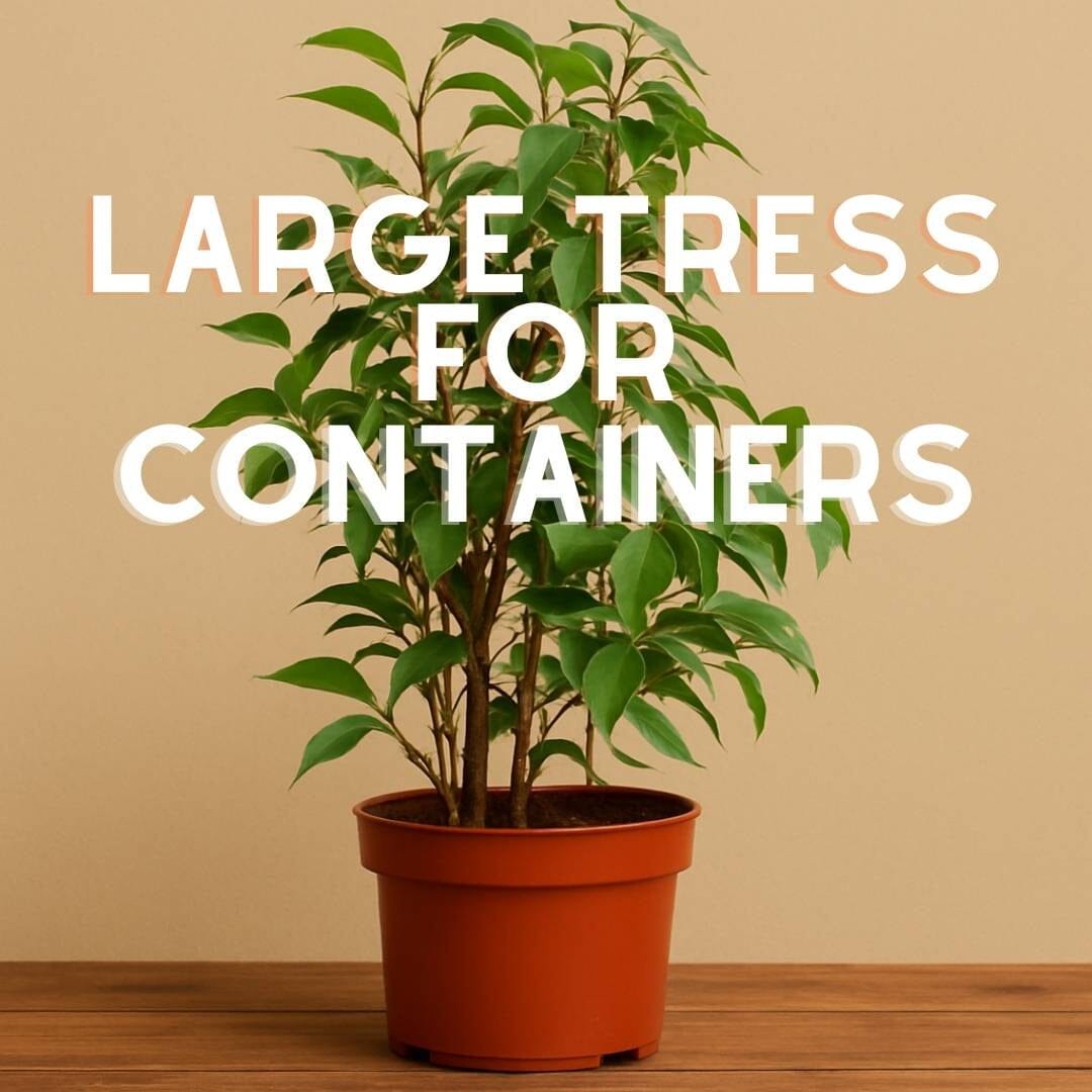 Large Trees for Containers