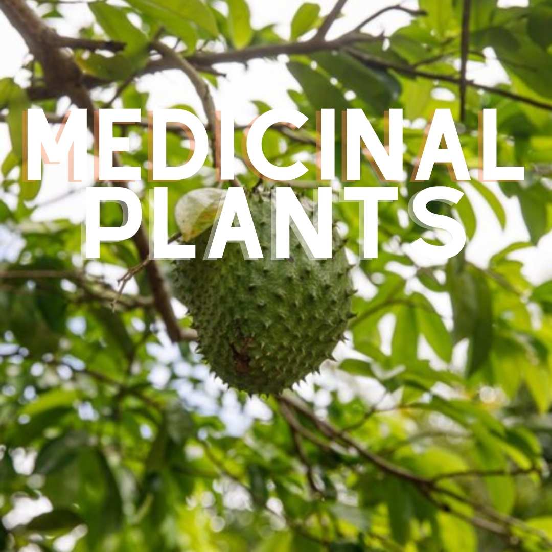 A close-up of a large, green, spiky soursop fruit (guanábana) hanging from a branch of the tree, surrounded by bright green leaves against a bright, slightly overexposed sky.