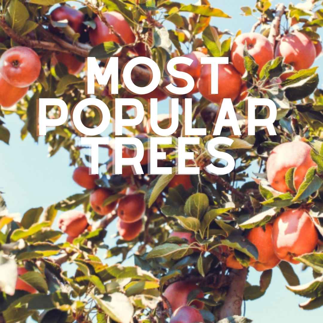 Most Popular Trees