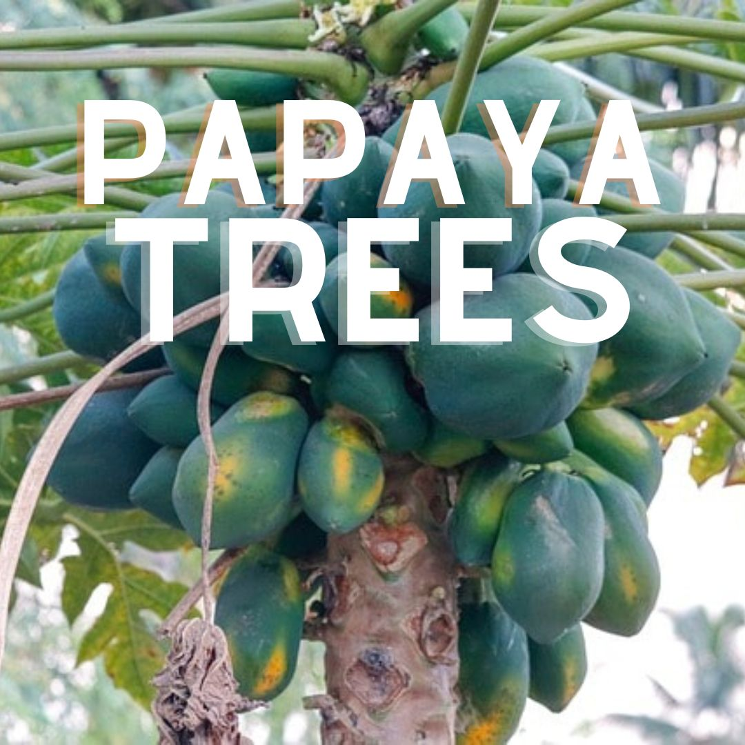 Close-up of a papaya tree bearing clusters of unripe green papayas, with thick stems and lush green leaves in the background.