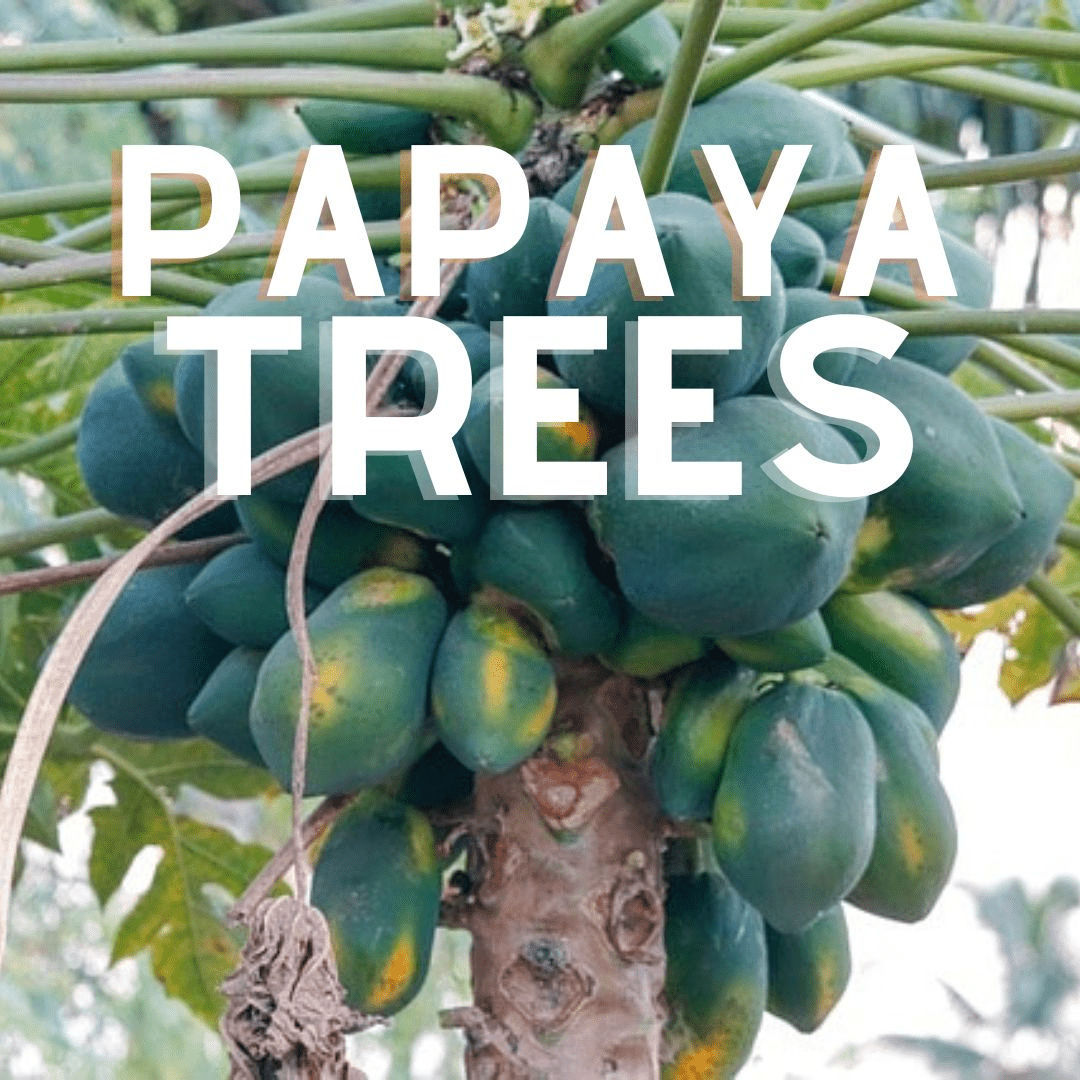 Papaya Trees