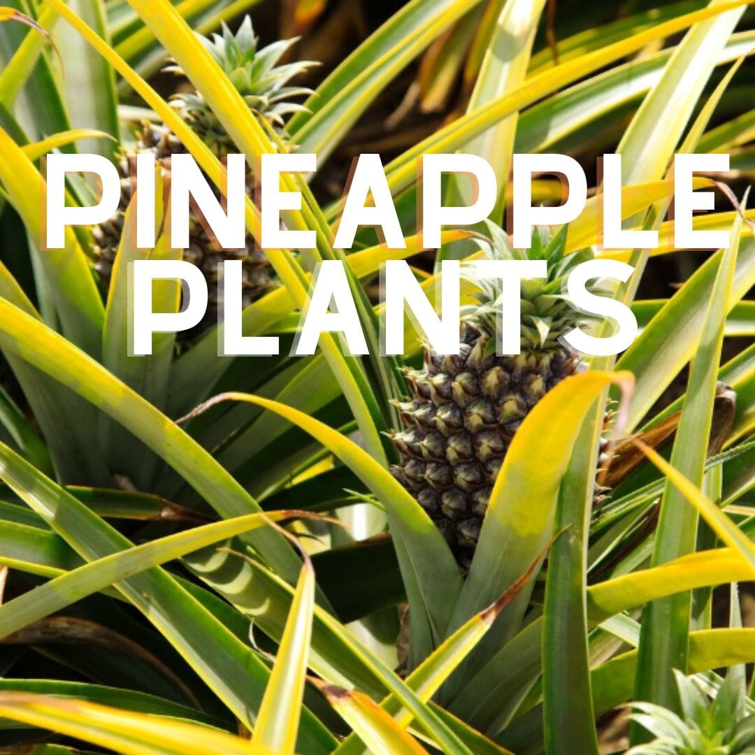 Pineapple Plants