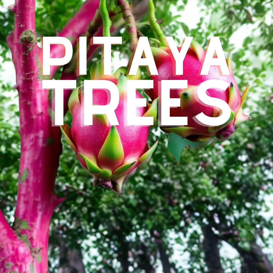 A dragon fruit tree, showcasing its vibrant, hot pink and yellow-skinned fruits, which are known for their sweet, mildly acidic flavor.