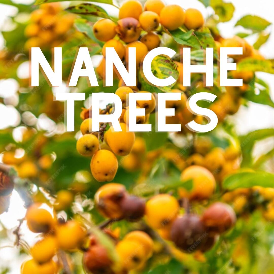 Nanche Fruit Tree