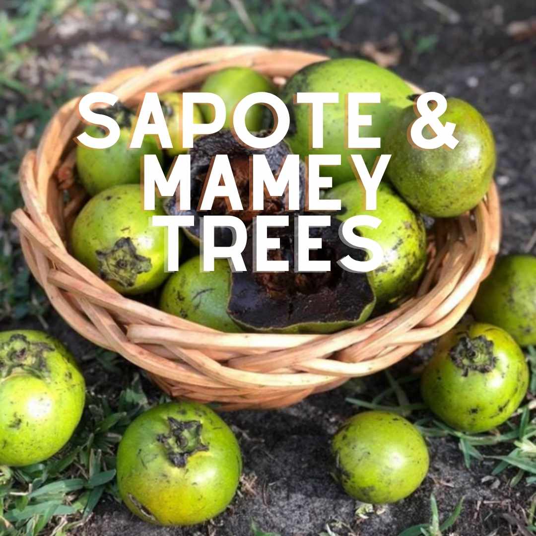 Sapote and Mamey Trees