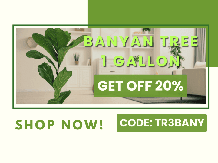 January Banyan Tree Sale