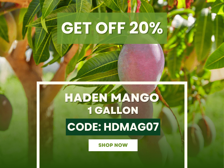 Haden Mango Tree Sale