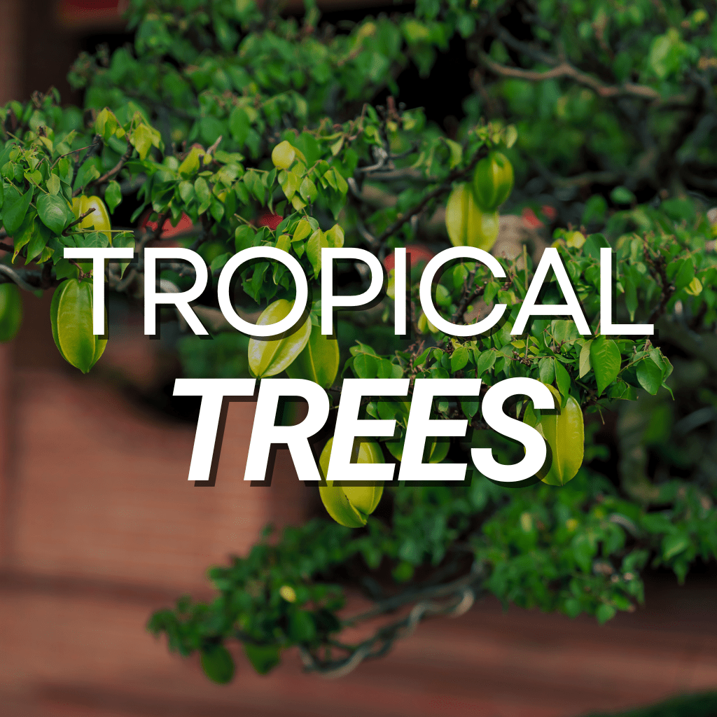 Tropical Trees