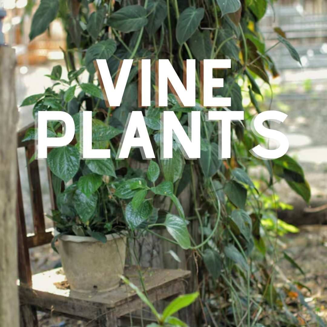 Vine Plants