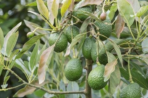 Avocado Trees