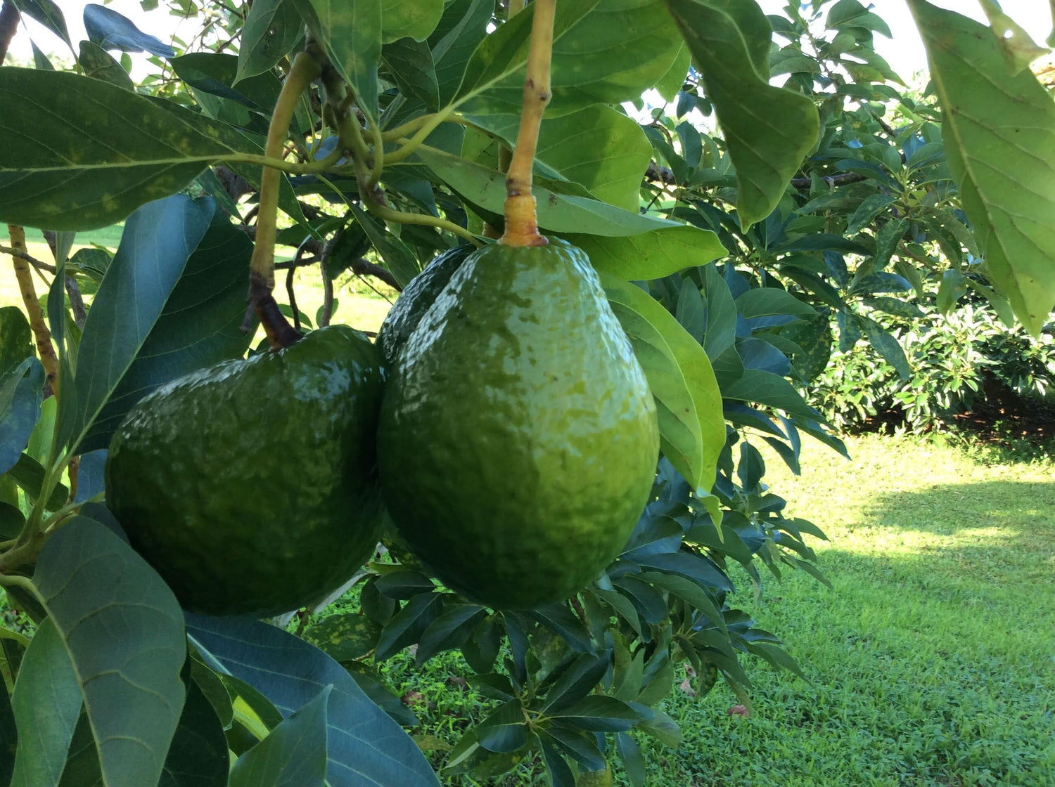 Avocado Trees for Sale