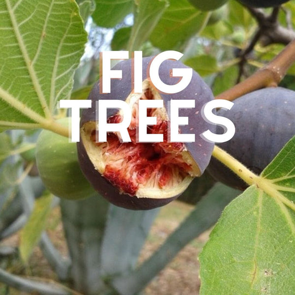 Fig Trees