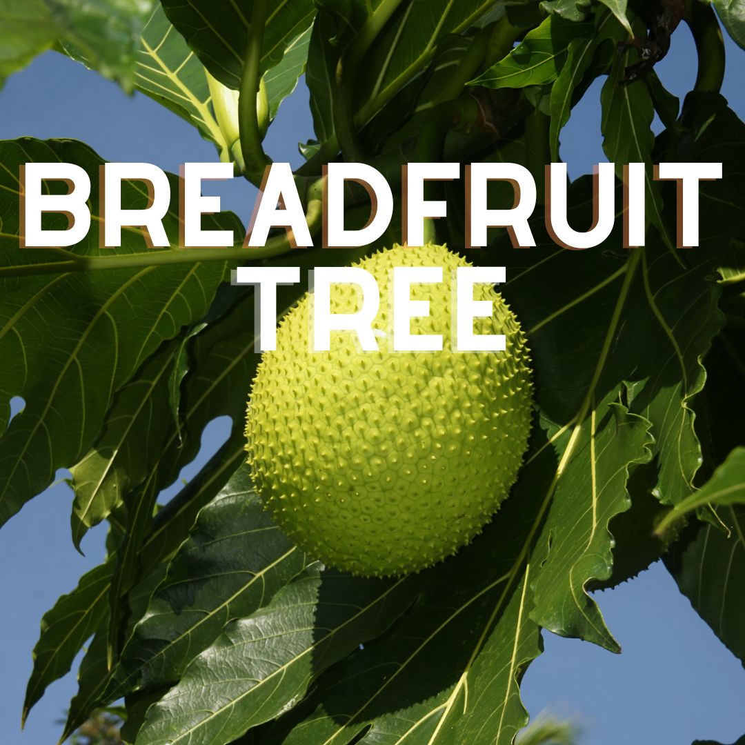 Green breadfruit hanging from tree branch with deeply lobed tropical leaves