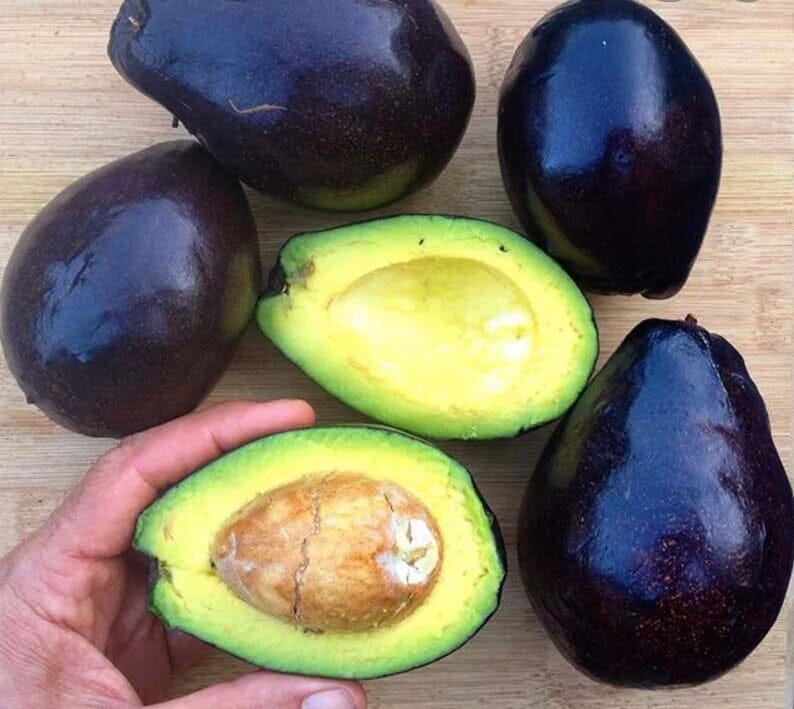 Avocado Cold Hardy