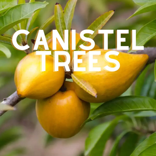 Canistel Trees