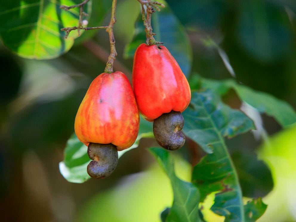 Cashew Trees