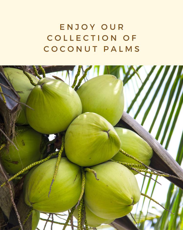 Coconuts Palm