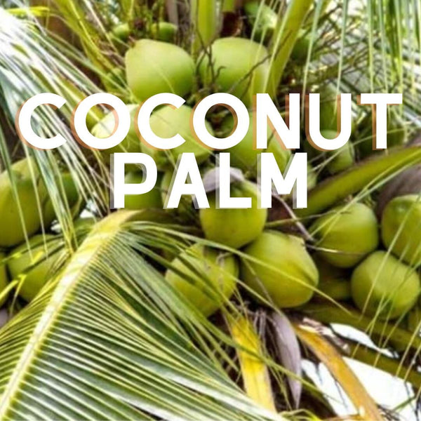 Coconut Palm