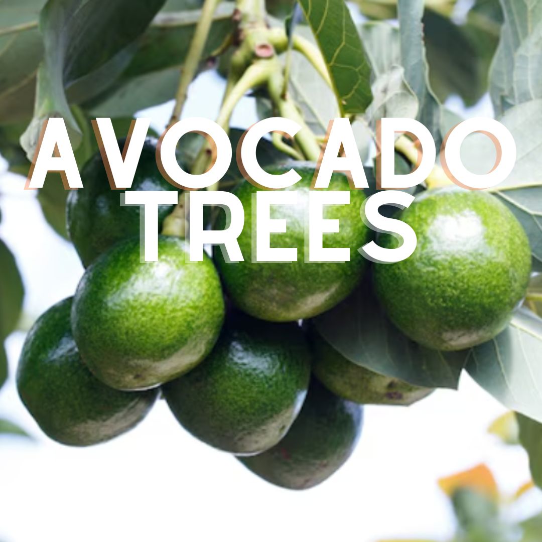 Premium Avocado Trees for Sale: Grafted Varieties