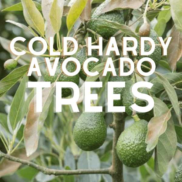 Cold Hardy Avocado Trees for Sale