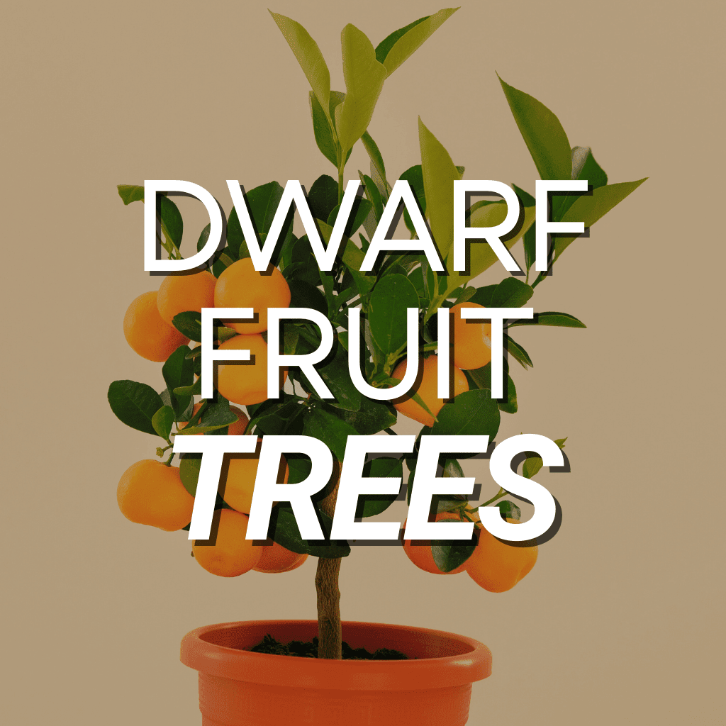 Dwarf Fruit Trees