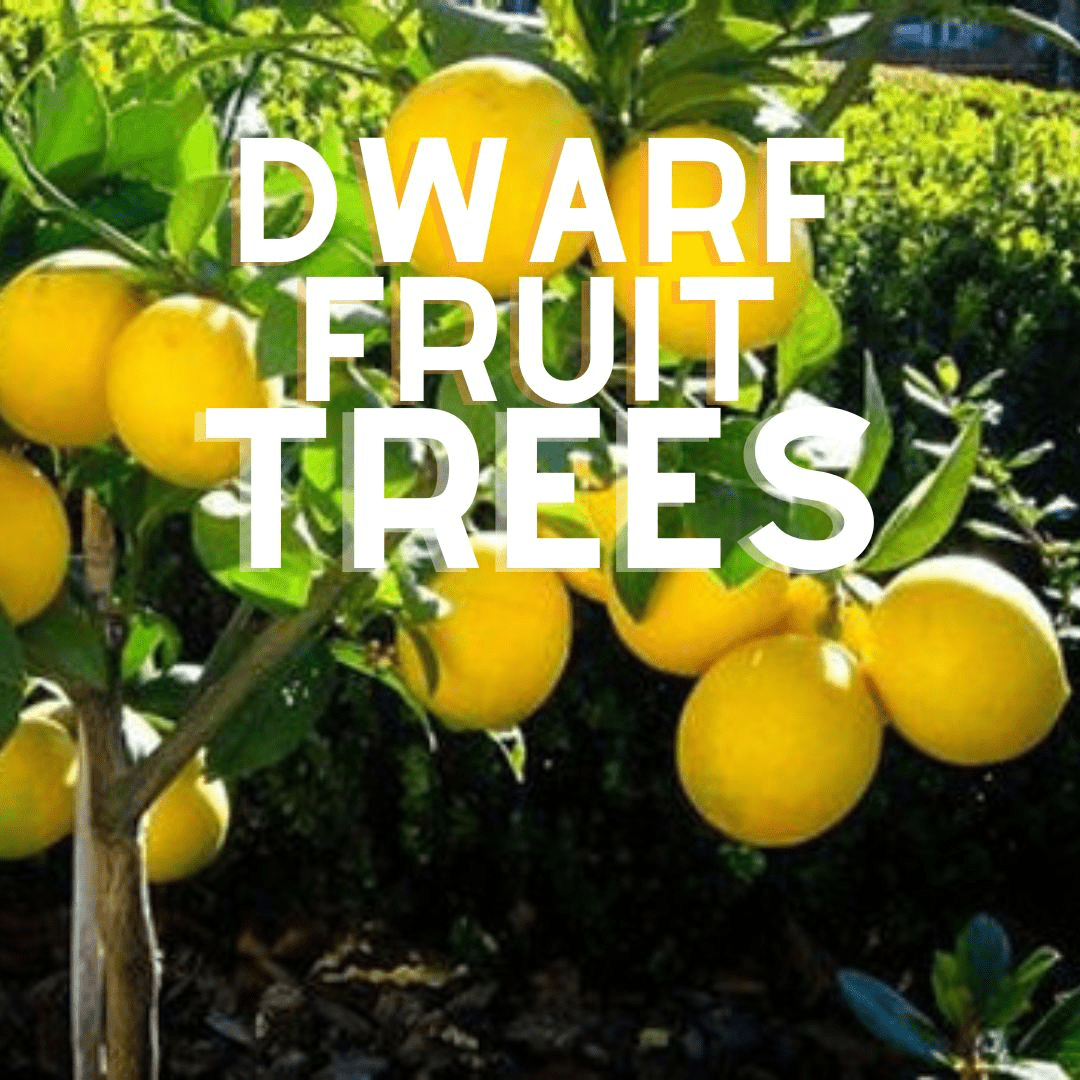 Dwarf Fruit Trees