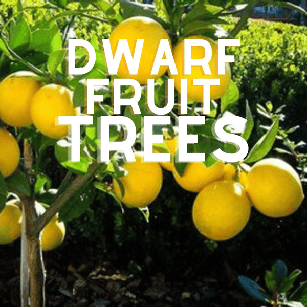 Dwarf Fruit Trees