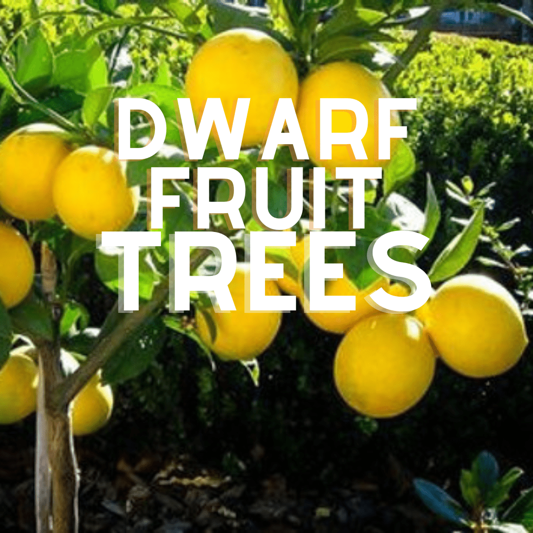 Dwarf Fruit Trees