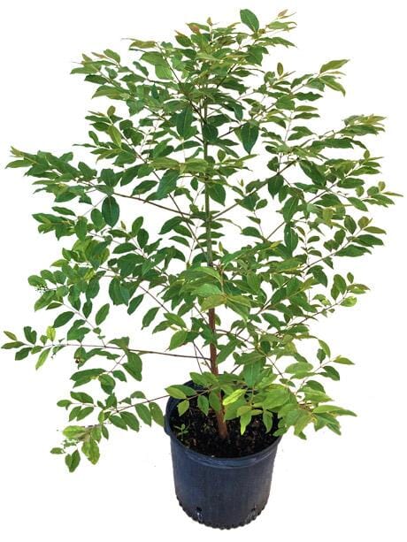 Eucalyptus