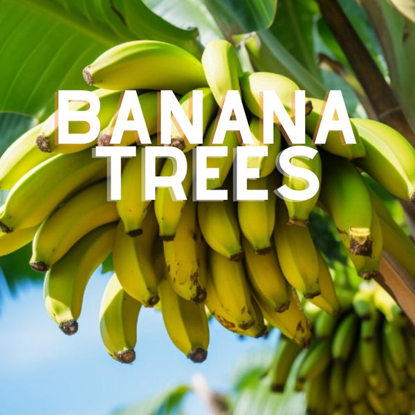 Banana Trees for Sale