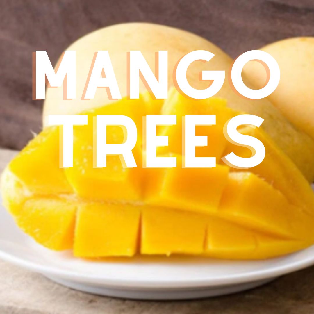 Mango Trees For Sale