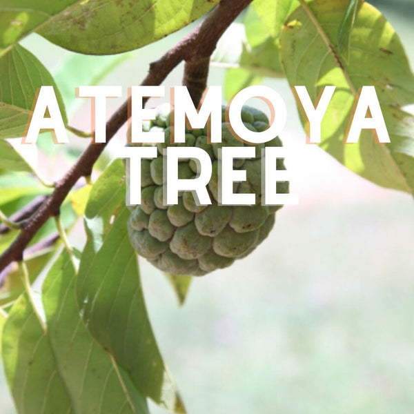 Atemoya Tree