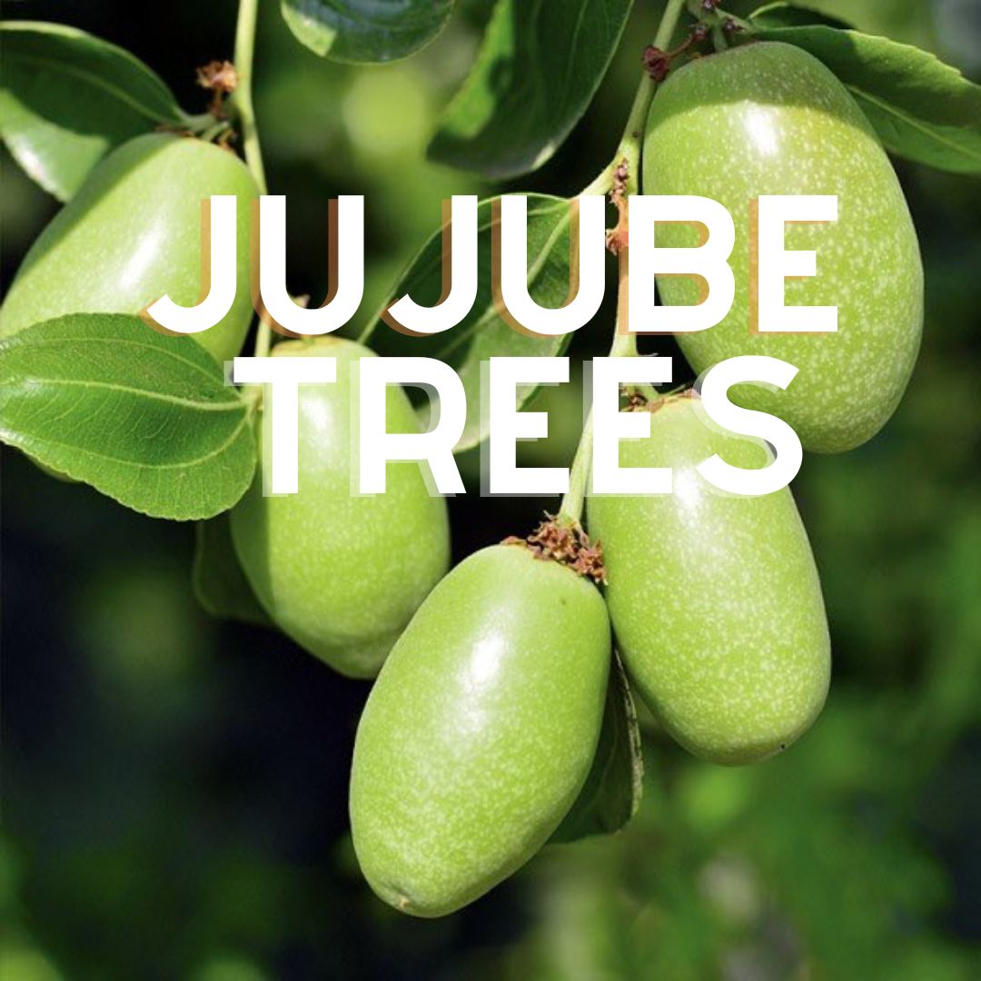 Green jujube fruit on branch with leaves - grafted jujube tree for sale