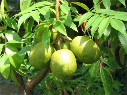 June Plum Trees