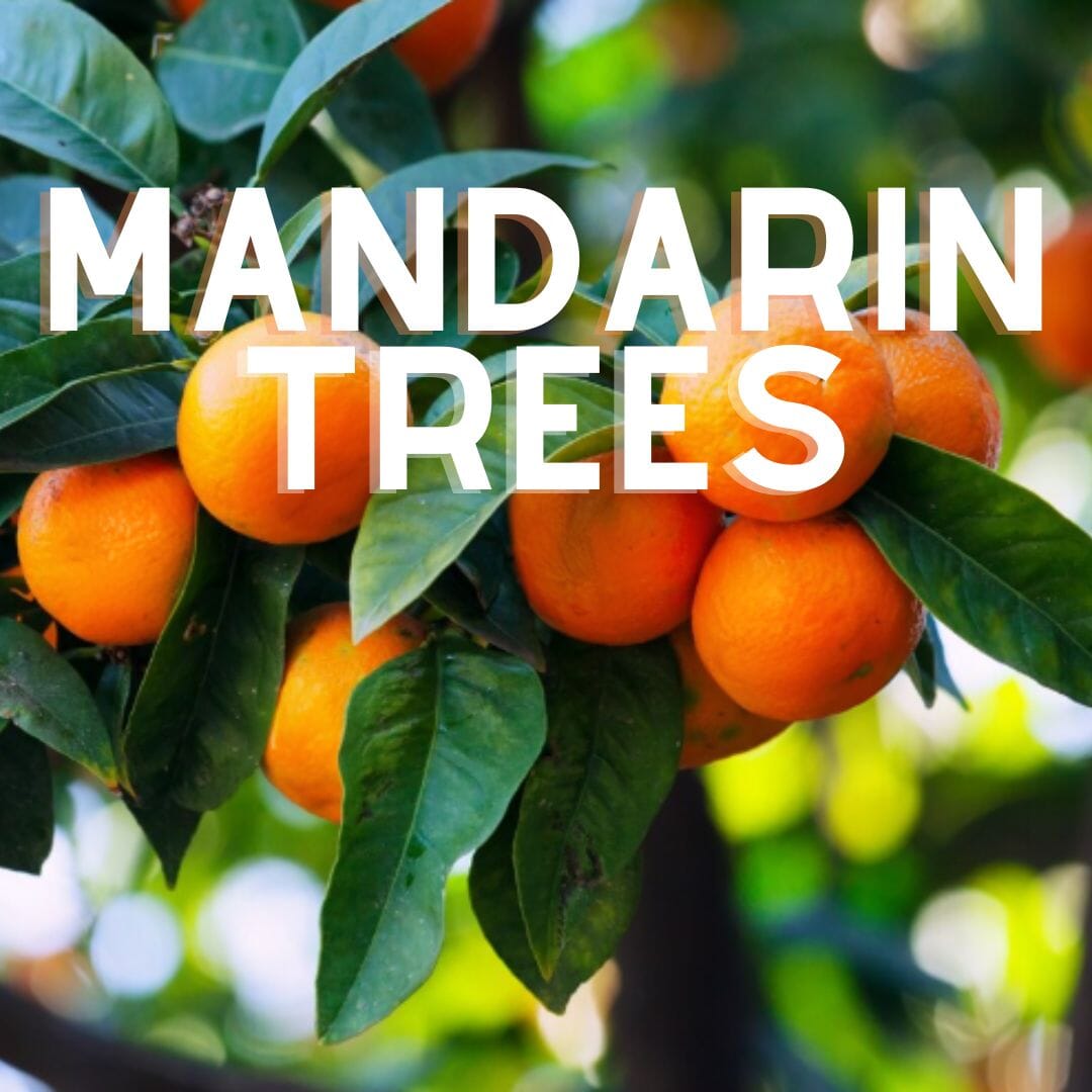Mandarin Trees for Sale