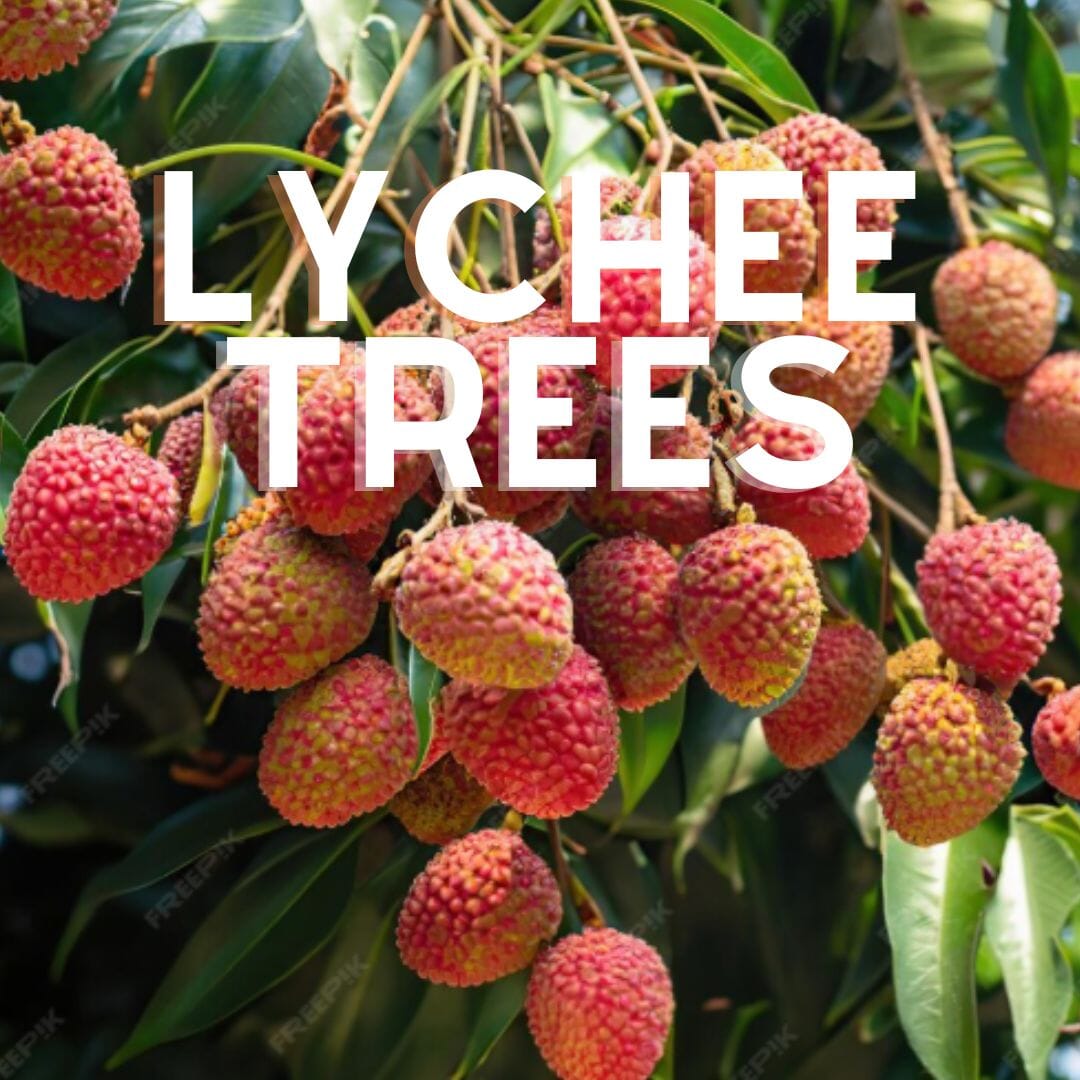 Lychee Trees