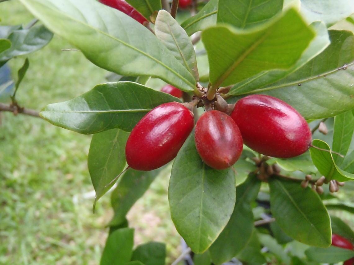 Miracle Fruit Tree