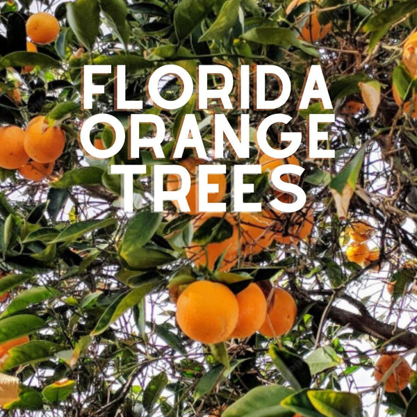 Florida Orange Trees