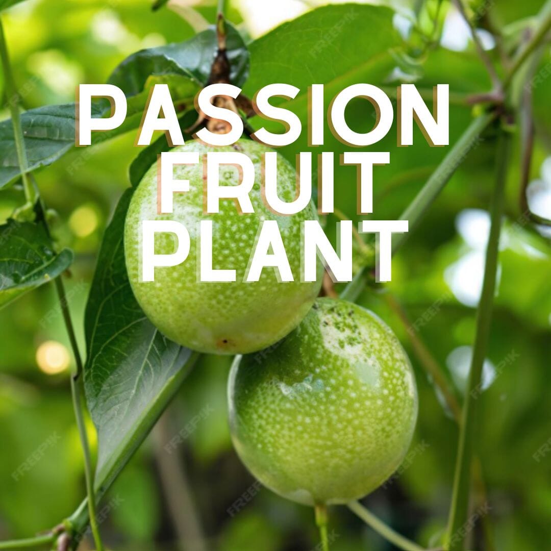 Passion Fruit Plant