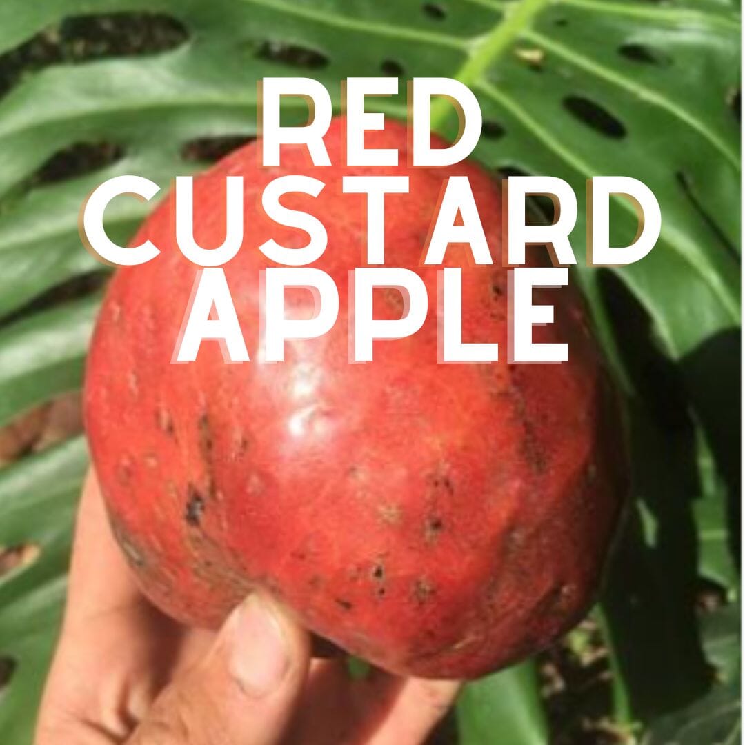 Red Custard Apple