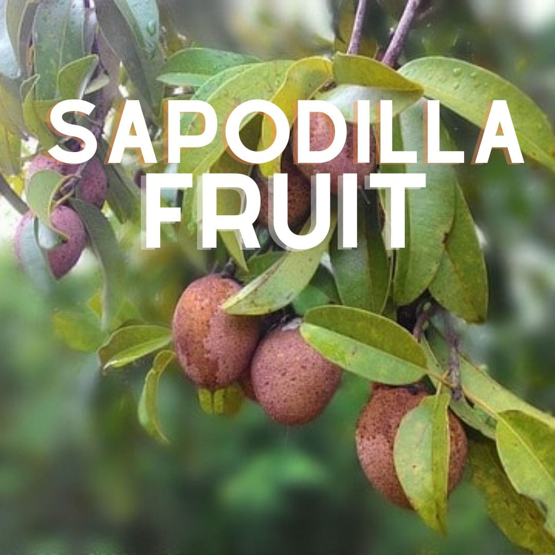 Sapodilla Fruit