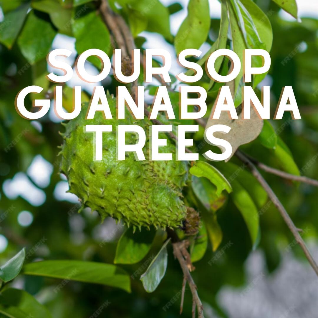 Soursop - Guanabana Trees