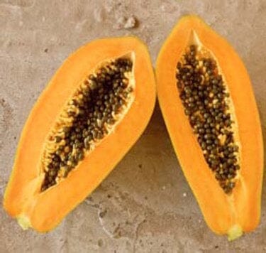 Papaya F1 Sunshine High Yield + Disease Tolerance Everglades Farm 