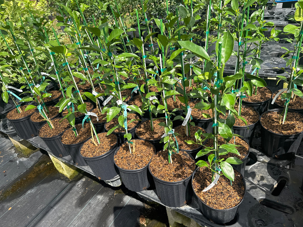 Shiranui Dekopon Mandarin Tree Grafted